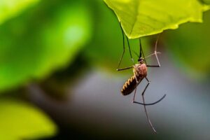 Swamp and Mosquito Control